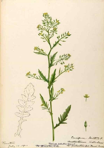 Reproducción/Reproduction 48788346568: [Water-color sketches of plants of North America and Europe]. . 