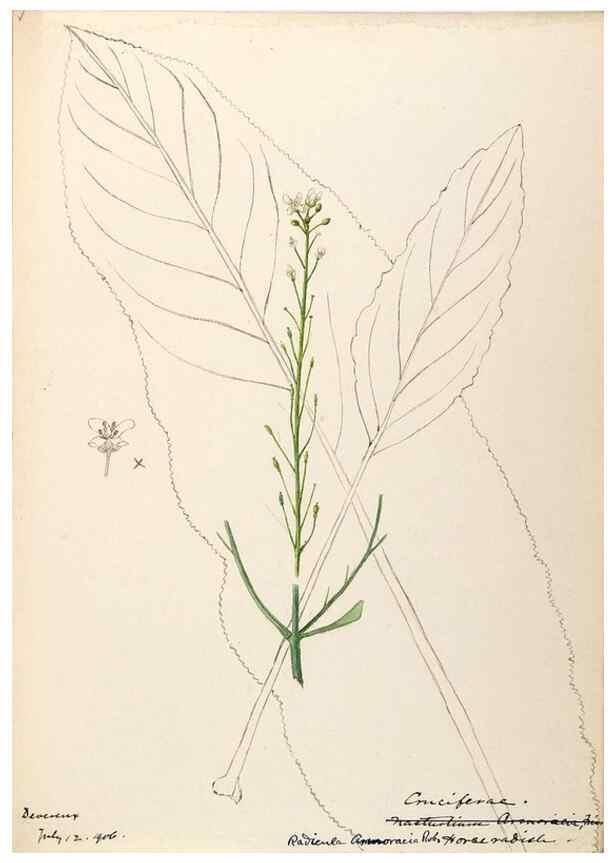 Reproducción/Reproduction 48788708091: [Water-color sketches of plants of North America and Europe]. . 