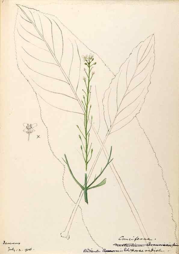 Reproducción/Reproduction 48788708091: [Water-color sketches of plants of North America and Europe]. . 