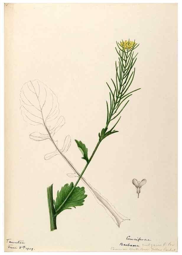 Reproducción/Reproduction 48788852967: [Water-color sketches of plants of North America and Europe]. . 