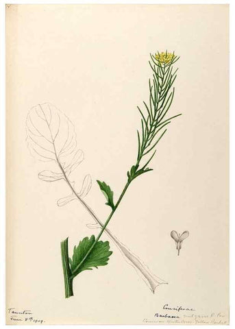 Reproducción/Reproduction 48788852967: [Water-color sketches of plants of North America and Europe]. . 