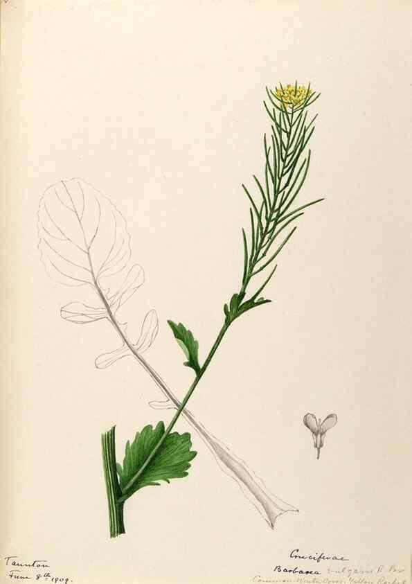 Reproducción/Reproduction 48788852967: [Water-color sketches of plants of North America and Europe]. . 