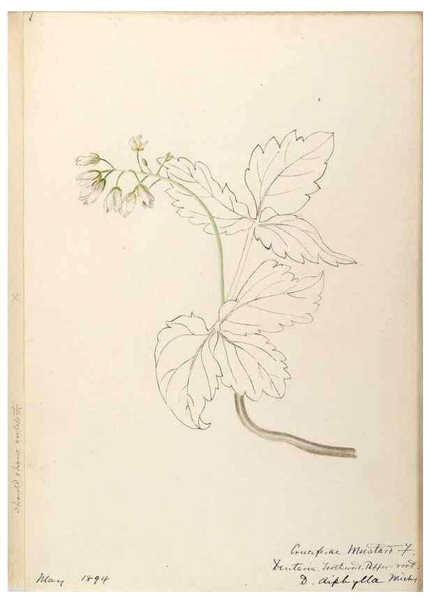 Reproducción/Reproduction 48788709036: [Water-color sketches of plants of North America and Europe]. . 