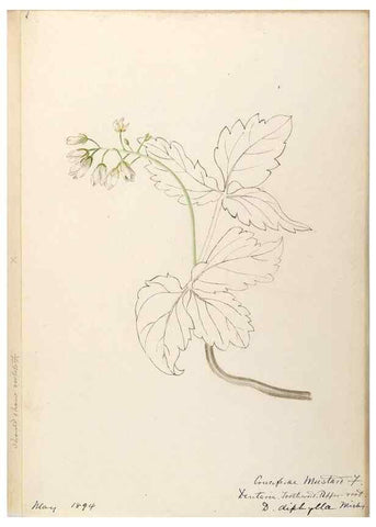 Reproducción/Reproduction 48788709036: [Water-color sketches of plants of North America and Europe]. . 