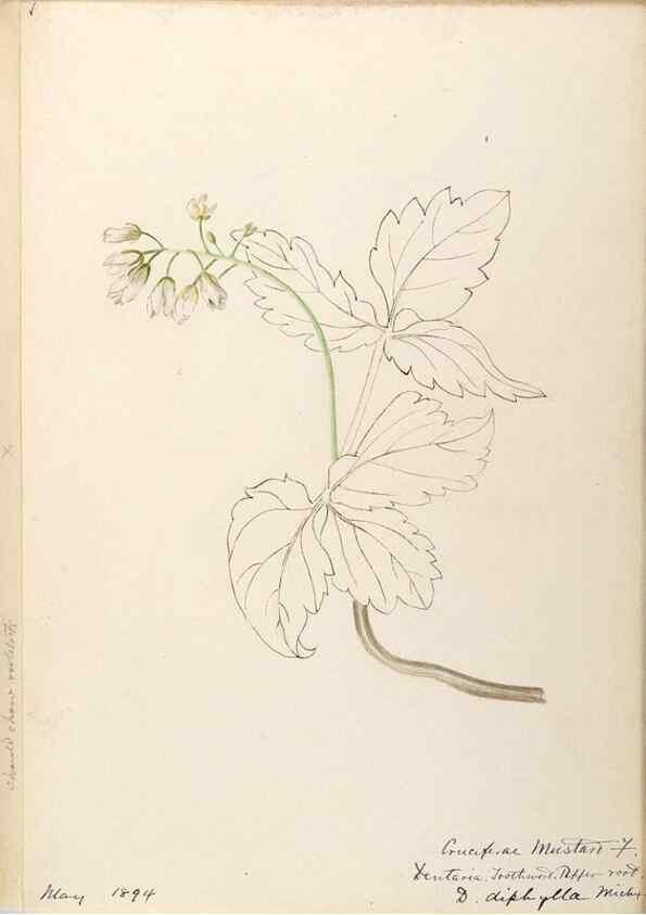 Reproducción/Reproduction 48788709036: [Water-color sketches of plants of North America and Europe]. . 