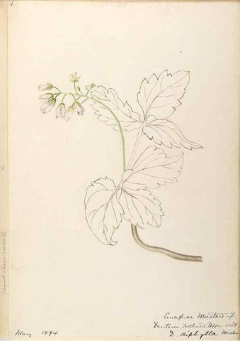 Reproducción/Reproduction 48788709036: [Water-color sketches of plants of North America and Europe]. . 