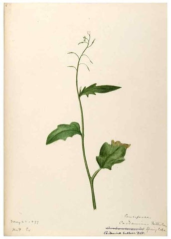 Reproducción/Reproduction 48788853782: [Water-color sketches of plants of North America and Europe]. . 