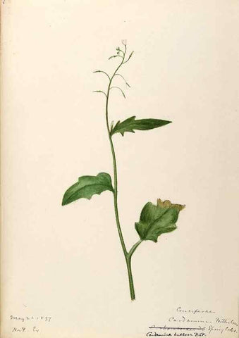 Reproducción/Reproduction 48788853782: [Water-color sketches of plants of North America and Europe]. . 