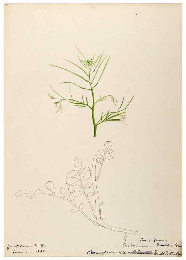 Reproducción/Reproduction 48788854102: [Water-color sketches of plants of North America and Europe]. . 