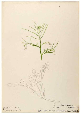 Reproducción/Reproduction 48788854102: [Water-color sketches of plants of North America and Europe]. . 