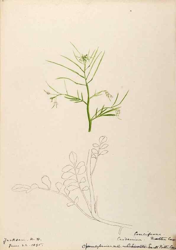 Reproducción/Reproduction 48788854102: [Water-color sketches of plants of North America and Europe]. . 