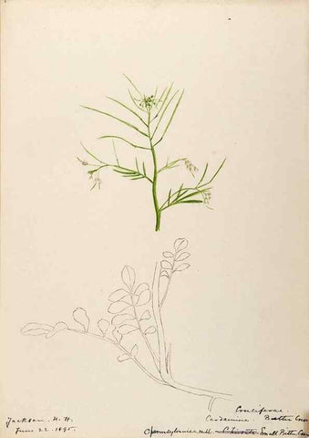 Reproducción/Reproduction 48788854102: [Water-color sketches of plants of North America and Europe]. . 