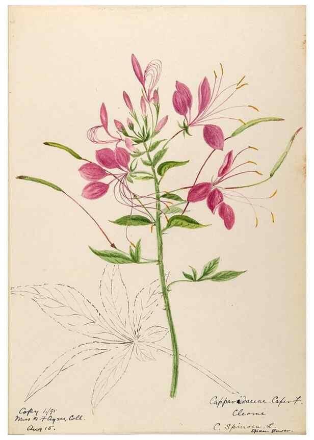 Reproducción/Reproduction 48788349378: [Water-color sketches of plants of North America and Europe]. . 