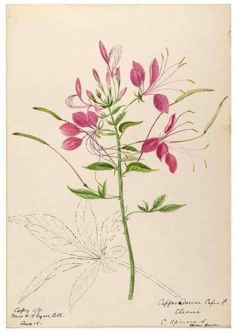 Reproducción/Reproduction 48788349378: [Water-color sketches of plants of North America and Europe]. . 