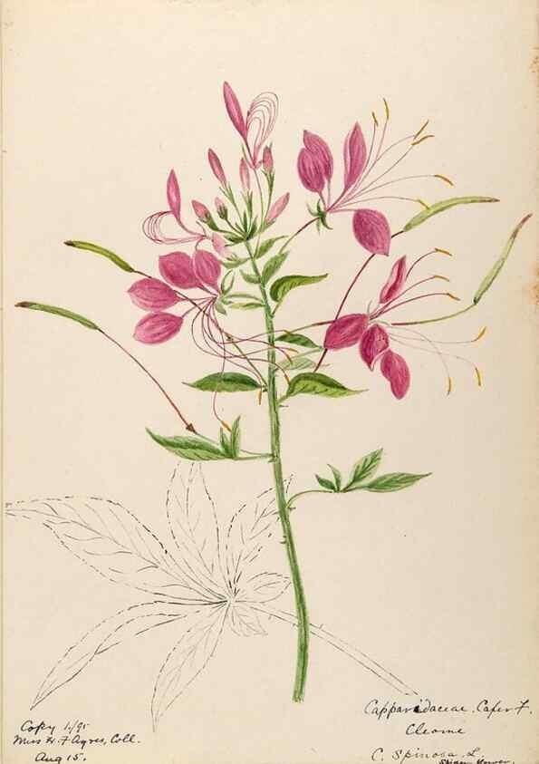 Reproducción/Reproduction 48788349378: [Water-color sketches of plants of North America and Europe]. . 