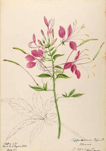 Reproducción/Reproduction 48788349378: [Water-color sketches of plants of North America and Europe]. . 