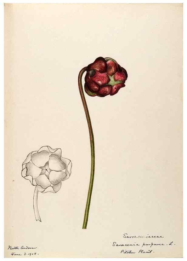 Reproducción/Reproduction 48788350183: [Water-color sketches of plants of North America and Europe]. . 