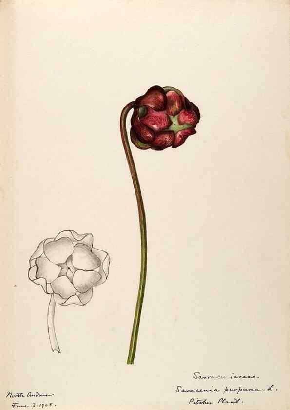 Reproducción/Reproduction 48788350183: [Water-color sketches of plants of North America and Europe]. . 
