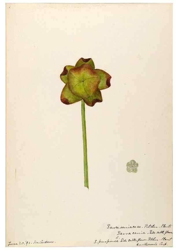 Reproducción/Reproduction 48788855682: [Water-color sketches of plants of North America and Europe]. . 