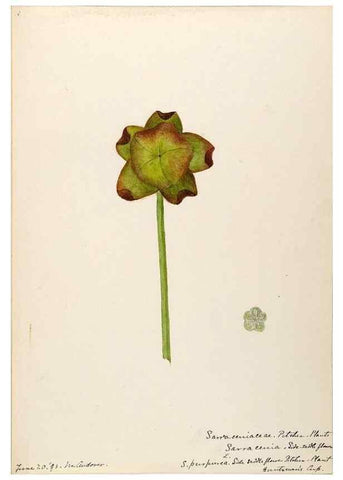 Reproducción/Reproduction 48788855682: [Water-color sketches of plants of North America and Europe]. . 