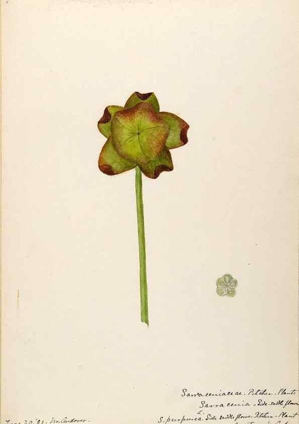 Reproducción/Reproduction 48788855682: [Water-color sketches of plants of North America and Europe]. . 