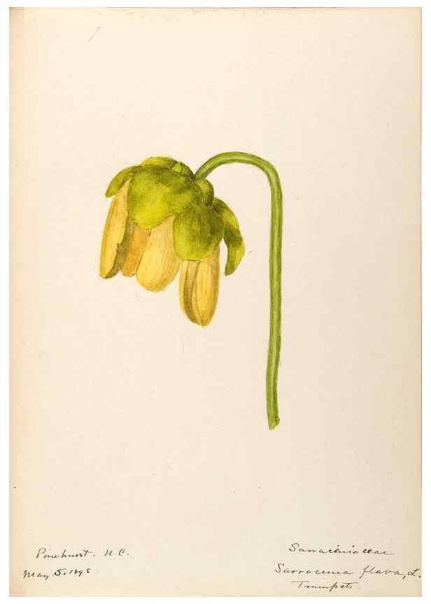 Reproducción/Reproduction 48788856107: [Water-color sketches of plants of North America and Europe]. . 
