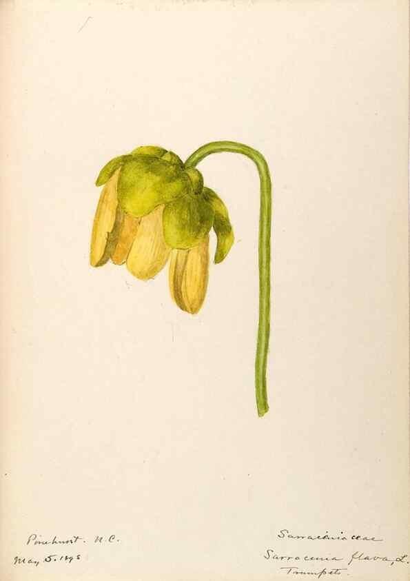 Reproducción/Reproduction 48788856107: [Water-color sketches of plants of North America and Europe]. . 