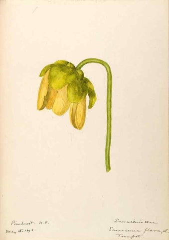 Reproducción/Reproduction 48788856107: [Water-color sketches of plants of North America and Europe]. . 