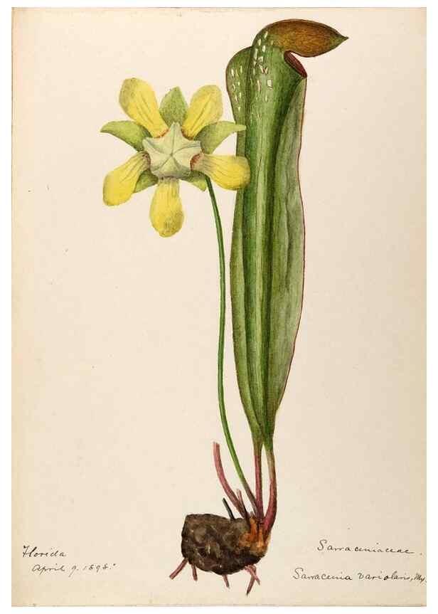 Reproducción/Reproduction 48788712131: [Water-color sketches of plants of North America and Europe]. . 