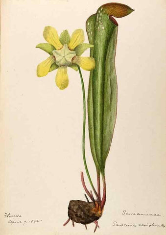 Reproducción/Reproduction 48788712131: [Water-color sketches of plants of North America and Europe]. . 
