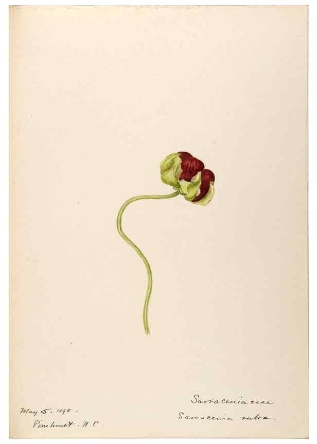 Reproducción/Reproduction 48788712426: [Water-color sketches of plants of North America and Europe]. . 