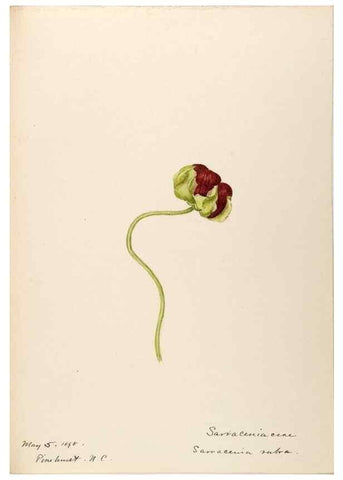 Reproducción/Reproduction 48788712426: [Water-color sketches of plants of North America and Europe]. . 