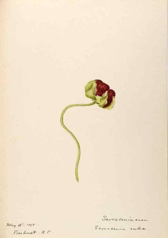 Reproducción/Reproduction 48788712426: [Water-color sketches of plants of North America and Europe]. . 