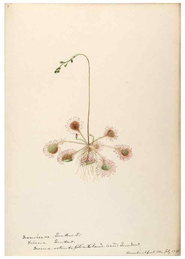 Reproducción/Reproduction 48788857277: [Water-color sketches of plants of North America and Europe]. . 