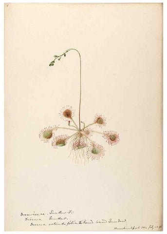 Reproducción/Reproduction 48788857277: [Water-color sketches of plants of North America and Europe]. . 