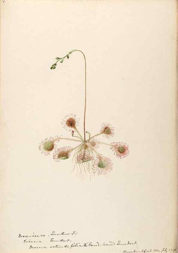 Reproducción/Reproduction 48788857277: [Water-color sketches of plants of North America and Europe]. . 
