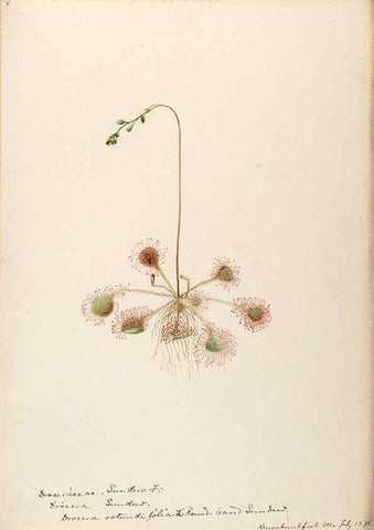 Reproducción/Reproduction 48788857277: [Water-color sketches of plants of North America and Europe]. . 