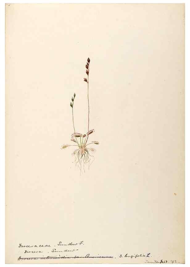 Reproducción/Reproduction 48788713181: [Water-color sketches of plants of North America and Europe]. . 