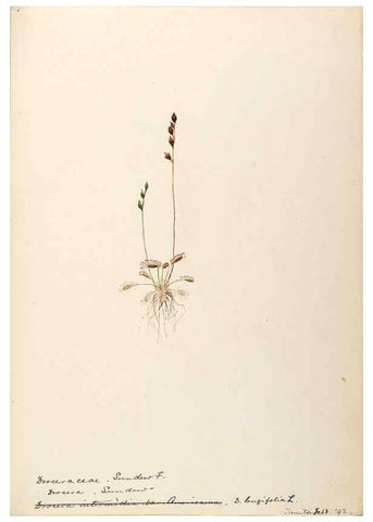 Reproducción/Reproduction 48788713181: [Water-color sketches of plants of North America and Europe]. . 