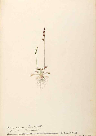Reproducción/Reproduction 48788713181: [Water-color sketches of plants of North America and Europe]. . 