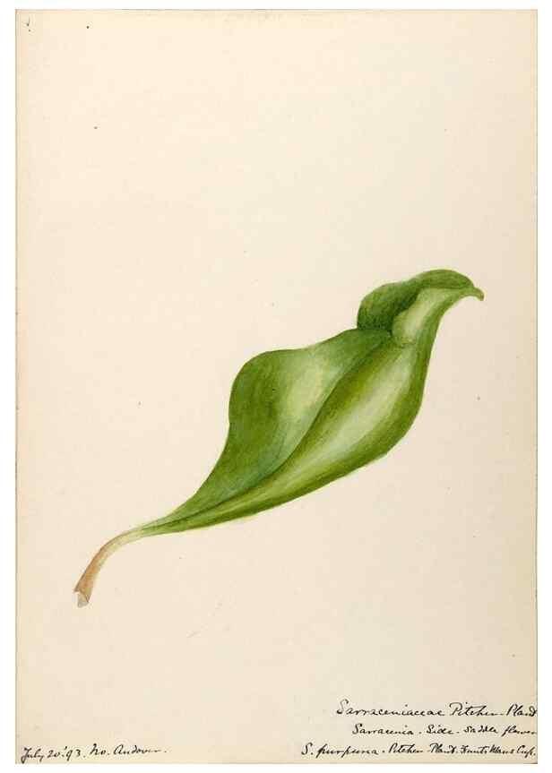 Reproducción/Reproduction 48788349753: [Water-color sketches of plants of North America and Europe]. . 