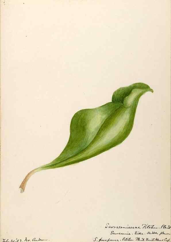 Reproducción/Reproduction 48788349753: [Water-color sketches of plants of North America and Europe]. . 