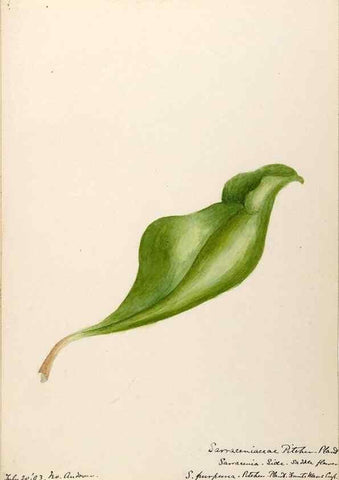 Reproducción/Reproduction 48788349753: [Water-color sketches of plants of North America and Europe]. . 