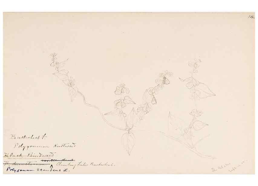 Reproducción/Reproduction 48787625663: [Water-color sketches of plants of North America and Europe]. . 