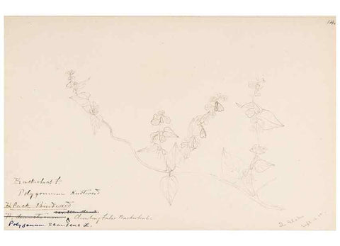 Reproducción/Reproduction 48787625663: [Water-color sketches of plants of North America and Europe]. . 