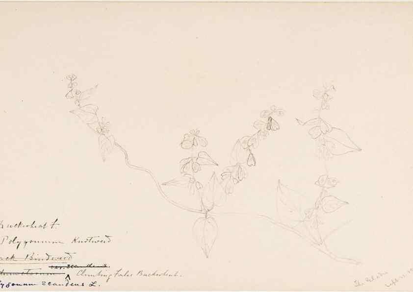 Reproducción/Reproduction 48787625663: [Water-color sketches of plants of North America and Europe]. . 