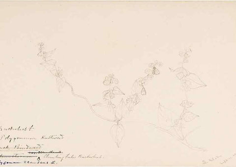Reproducción/Reproduction 48787625663: [Water-color sketches of plants of North America and Europe]. . 