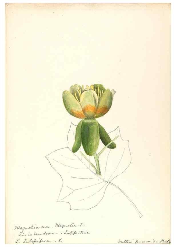 Reproducción/Reproduction 48788098476: [Water-color sketches of plants of North America and Europe]. . 