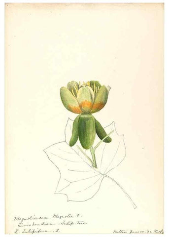 Reproducción/Reproduction 48788098476: [Water-color sketches of plants of North America and Europe]. . 