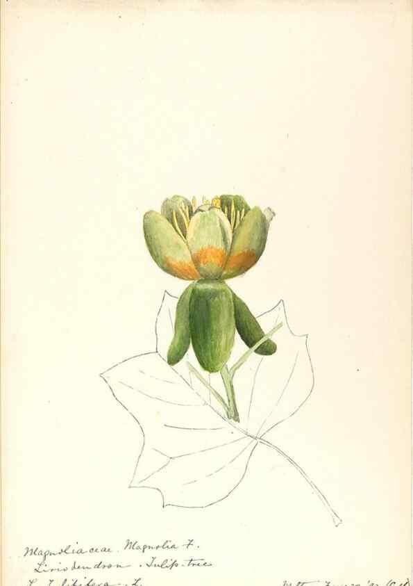 Reproducción/Reproduction 48788098476: [Water-color sketches of plants of North America and Europe]. . 